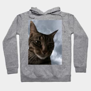 Cloudy with a Chance of Tabby Hoodie